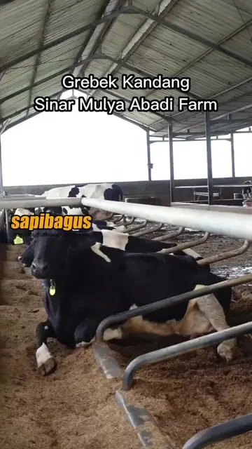 Sinar-Mulya-Abadi-Farm